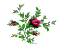 moss-rose-flower.jpg